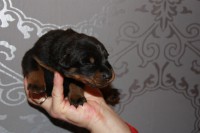 /album/pups/a2e-nestje-dag-11-022-jpg/